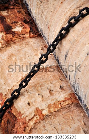 pine logs chained and ready for production at a plywood factory
