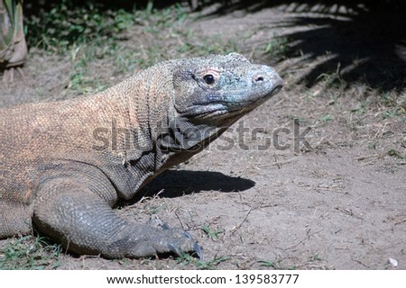 Detail of the skin of an adult Australian freshwater crocodile, Crocodylus johnstoni, Queensland, Australia