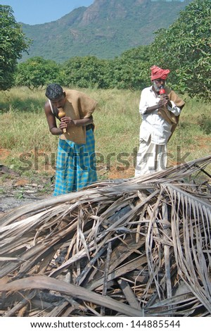 TIRUNELVELI, TAMIL NADU, INDIA,  FEBRUARY 28: Indian men blow whistles to attract snakes hiding in pile of coconut leaves on February 28, 2009  near Tirunelveli, in Tamil Nadu, South India.