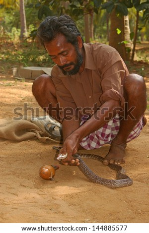 TIRUNELVELI, TAMIL NADU, INDIA,  FEBRUARY 28: Snake catcher milks a few drops of Indian cobra venom onto his whistle on February 28, 2009  near Tirunelveli, in Tamil Nadu, South India.
