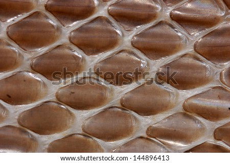 detail of scales on shed snake skin