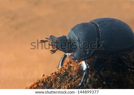 Scarab beetle from Tamil Nadu, South India. This is one of the common dung beetles.