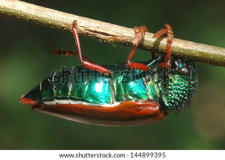 Jewel beetle of family Buprestidae, possibly Sternocera nitens or S. Brahmina,hanging from a twig. From Tamil Nadu, South India