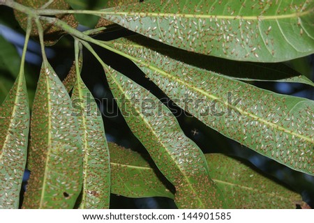 Thousands of bugs, probably fruit flies, gather on leaves of a mango tree in Tamil Nadu, South India