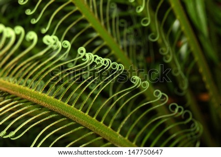 Background of curly fern fronds