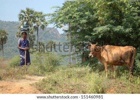 TIRUNELVELI, TAMIL NADU, INDIA, circa 2009: Unidentified woman tends her cow on common village land, Tamil Nadu, South India, circa 2009, Tirunelveli, Tamil Nadu, South India