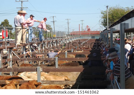 TOOWOOMBA, AUSTRALIA, circa 2009: Auctioneer calls out prices for beef cattle at saleyards,circa 2009,  Toowoomba, Queensland, Australia.