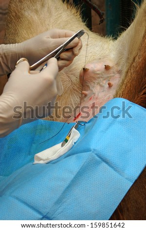 A vet sews up the incision in the abdomen of a surrogate hind during an embryo transfer programme on red deer hinds in New Zealand.