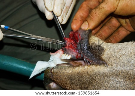 A vet sews up the torn bottom lip of a red deer hind