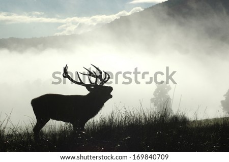 13 point red deer stag roaring in the morning fog, West Coast, South Island, New Zealand