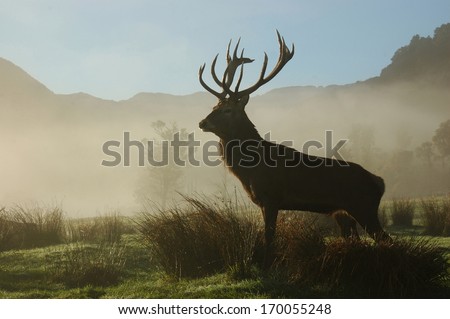 13 point red deer stag surveys his territory in morning fog, West Coast, South Island, New Zealand