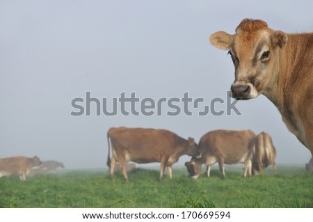 Jersey cow on pasture in morning mist, West Coast, New Zealand