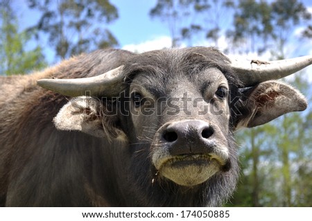 portrait of swamp buffalo, Bubalus bubalis, the most important domesticated animal to man, found on the Indian subcontinent to Vietnam and Peninsular Malaysia, in Sri Lanka,  Philippines, and Borneo.