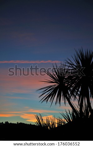 Cabbage tree at sunset, Westland, South Island, New Zealand