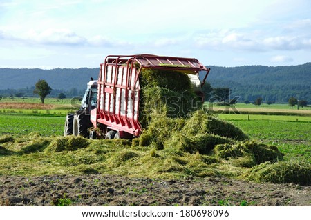 Feed wagon unloads triticale grown for silage, West Coast, New Zealand