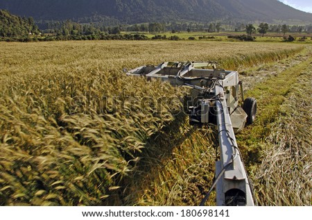 the boom on a mower harvests a crop of triticale for silage on a dairy farm, West Coast, New Zealand