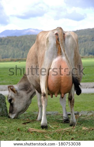 High production pedigree Jersey cow showing off udder attachment, West Coast, New Zealand