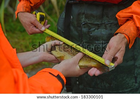GREYMOUTH, NEW ZEALAND, FEBRUARY 12, 2014:A woman from the New Zealand Department of Conservation measures a trout caught while checking for pest fish such as Rudd and Carp, Lake Haupiri, New Zealand