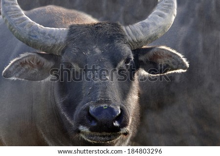 Portrait of swamp buffalo, Bubalus bubalis, the most important domesticated animal in the world