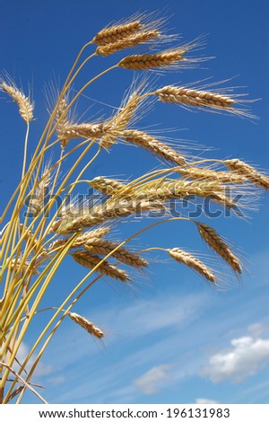 Background shot of ripe rye corn, grown for winter feed as dairy cow silage, Westland, New Zealand