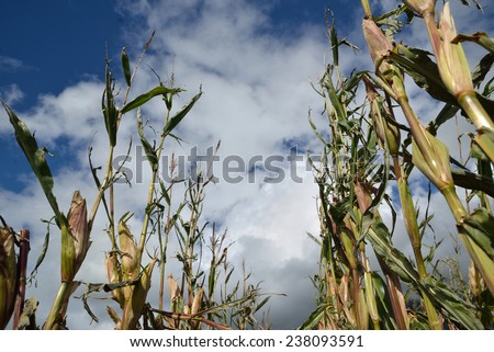 Maize crop damaged by cyclonic winds a day before harvest, Westland, New Zealand