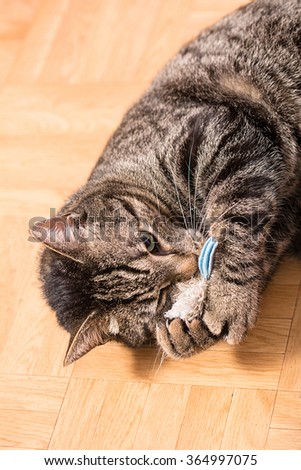 A cat plays with a toys mouse