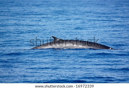 Fin whale in Liguria, Italy