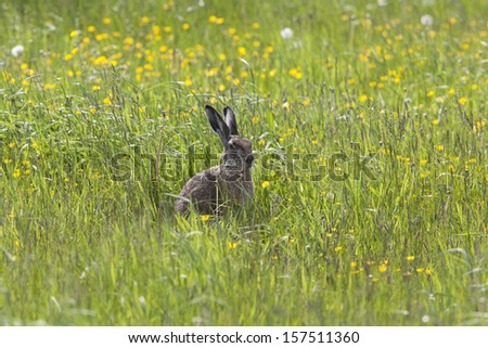 hare in field
