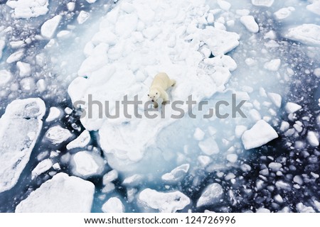 Polar bear, Spitsbergen