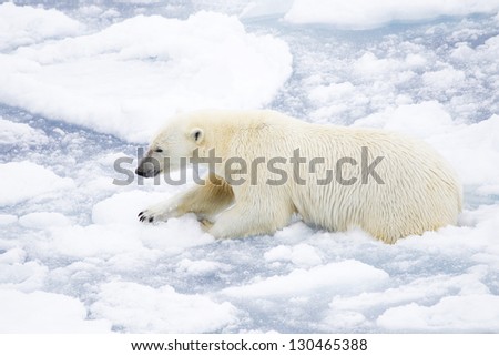 Polar bear on ice