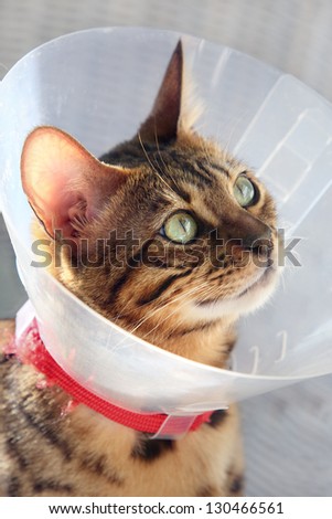 Bengal cat with funnel