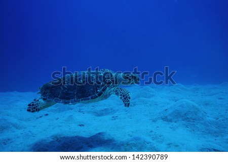 Sea Turtle above sandy Area
