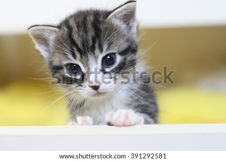 Cute little tabby kitten sitting in box. Small adorable cat. Baby cat. Sweet kitty cat. Fur striped cat pet. Kitten portrait. Cat photo. Pretty kitten. Nice cat. Lovely kitten. Charming kitten cat