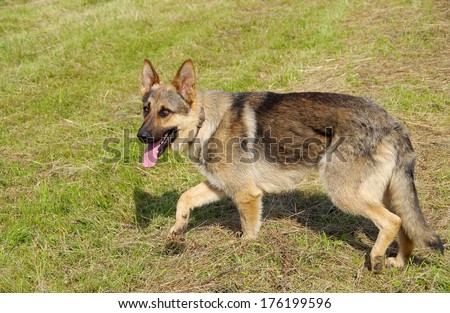 Alsatian dog standing on green meadow