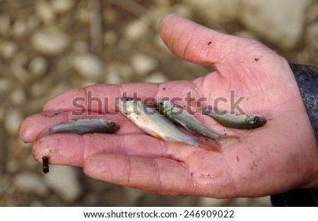 Four small fish in hand harvested from pond