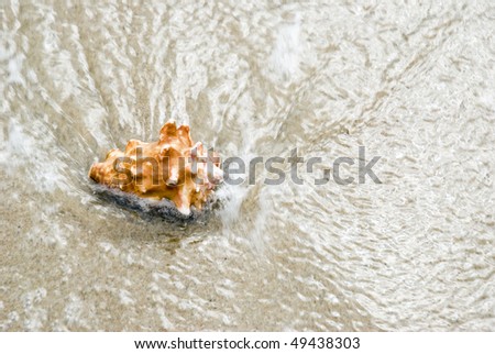 A colour landscape colour photo of a conch seashell sitting on the water`s edge