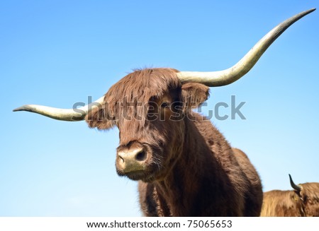 A color photo of two lscottish long horned bull\'s against a vivid blue sky.