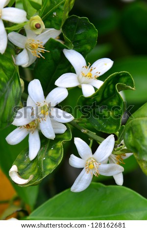Orange blossoms grace a valencia tree in early spring in Florida.