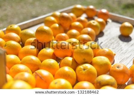 Table full of valencia oranges at an outdoor fruit and vegetable stand.