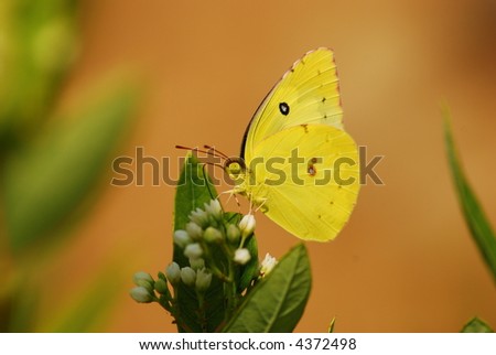 Yellow Sulfur Butterfly on Flower