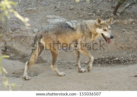 The Mexican wolf is the smallest gray wolf subspecies present in the southwestern United States.
