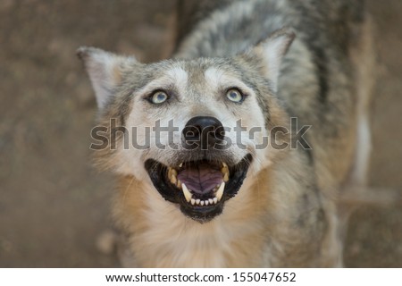 The Mexican wolf is the smallest gray wolf subspecies present in the southwestern United States.