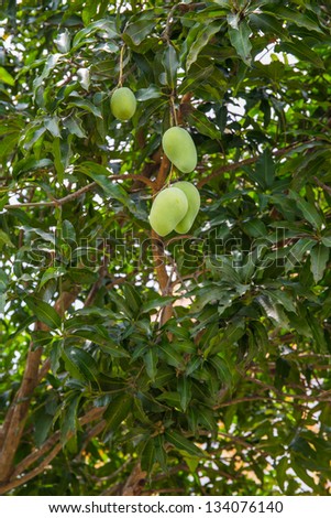 A mango tree with full of fruits