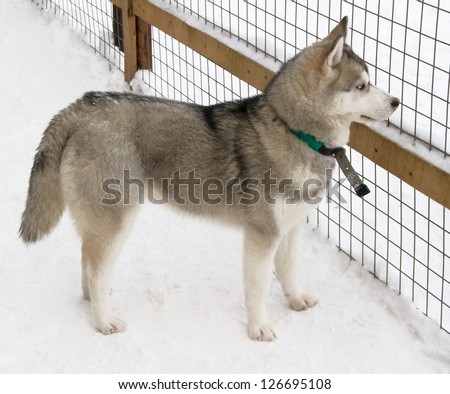 Siberian Husky dog breed is on the snow
