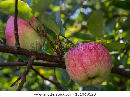 Apples on a branch on a background of foliage, small depth of field