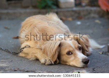 Lonely dog with sad eyes lays on the asphalt