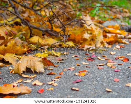 The fallen leaves under a bush on the side of the road closeup