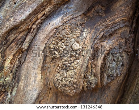 Funny texture of old wood like face