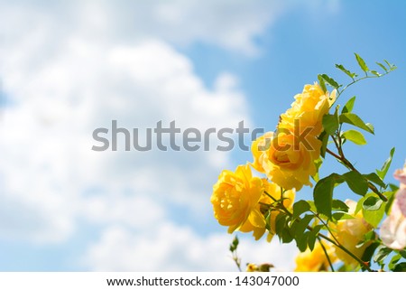 Yellow roses on a background of blue sky