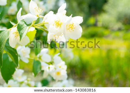 Sprig of jasmine flowers with a blurred background